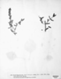 Melampsora hypericorum image